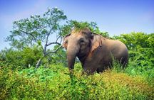 Wasgamuwa National Park | Private Safari