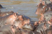 Lake Nakuru National park & Lake Naivasha Day tour from Nairobi
