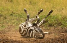 Tarangire,Ngorongoro & Lake Manyara | 4 Day 