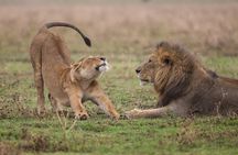 Tarangire,Ngorongoro & Lake Manyara | 4 Day 