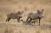 Tarangire,Ngorongoro & Lake Manyara | 4 Day 