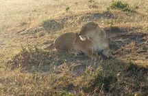 Adventurous 4 Days Maasai Mara - Lake Nakuru Safari