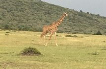 Adventurous 4 Days Maasai Mara - Lake Nakuru Safari