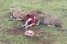 7 Days Adventurous Maasai Mara – Naivasha – Nakuru – Amboseli