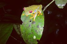 Night walk