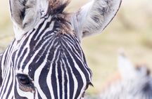 Lake Nakuru National Park daytrip