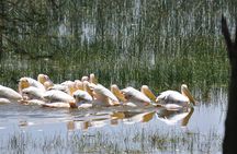 Lake Nakuru National Park daytrip