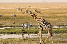 Chobe Day Trip 