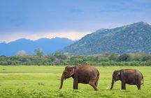 Minneriya National Park | Private Safari