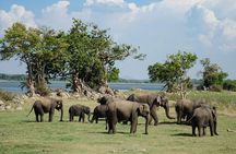Minneriya National Park | Private Safari
