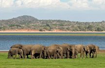 Minneriya National Park | Private Safari