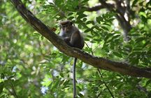 Sinharaja Rain Forest Tours (Full Day)