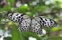 Sinharaja Rain Forest Tours (Full Day)
