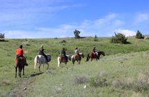 Blue Flower Trail Ride