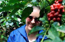 Authentic Coffee Farm Experience from Bogota • Private Tour • 7h