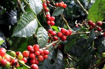 Authentic Coffee Farm Experience from Bogota • Private Tour • 7h