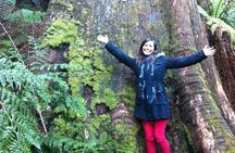 [PRIVATE TOUR] Puffing Billy and Dandenong Mountains