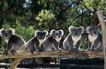 [Private Tour] Healesville Sanctuary Wildlife & Puffing Billy Steam Train