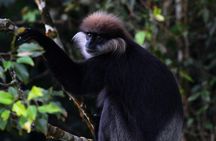 Sri Lanka Sinharaja Rain Forest Tour with Transport 