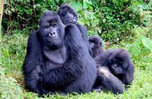 1 Day Gorilla trekking volcanoes national park 