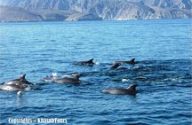 Musandam Khasab Day Trip & Dhow Cruise from Ras al Khaimah