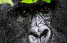 1 Day Gorilla trekking volcanoes national park 