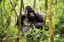1 Day Gorilla trekking volcanoes national park 