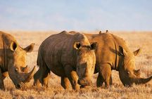 Elephant Special Serengeti & Ngorongoro Crater 5 Days / 4 Nights 