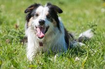 Caherconnell Fort & Sheepdog Demonstrations