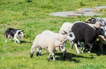 Caherconnell Fort & Sheepdog Demonstrations