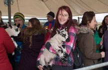 Caherconnell Fort & Sheepdog Demonstrations