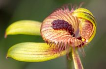 Orchids and Wildflowers Photographic Day tour from Perth