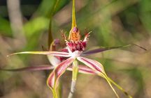 Orchids and Wildflowers Photographic Day tour from Perth