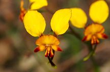 Orchids and Wildflowers Photographic Day tour from Perth