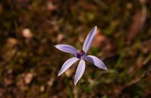 Orchids and Wildflowers Photographic Day tour from Perth