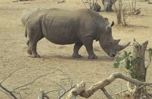 Game Drive and Rhino Walk