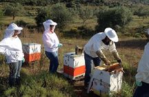 Beekeeper for a Day close to Nafplio