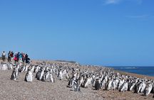 Peninsula Valdes Penguin Exploration & Punta Norte