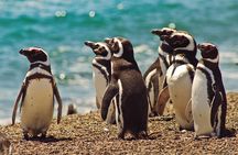 Peninsula Valdes Penguin Exploration & Punta Norte