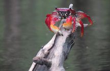 Mangrove, Beaches and Islands by Kayak tour