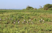 Udawalawe National Park Safari | From Mirissa | Galle | Weligama