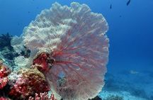 Bunaken Island three-point snorkeling includes lunch and shuttle