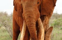 4 Days Safari Amboseli, Tsavo West and Tsavo East