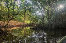 Into the Wild: Canoeing & Birdwatching in La Boquilla’s Untouched