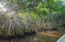 Into the Wild: Canoeing & Birdwatching in La Boquilla’s Untouched