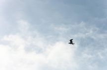 Into the Wild: Canoeing & Birdwatching in La Boquilla’s Untouched