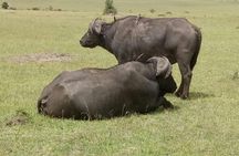 4 Days Amazing Maasai Mara and Lake Nakuru Budget Safari