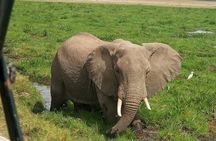 5 Days Kenya Adventurous Safari