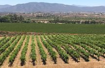 Luxury Private Wine Tasting Tour to Guadalupe Valley from San Diego