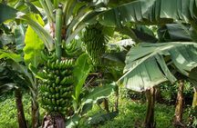 VIP Grand Tour Isla de Tenerife from South Tenerife